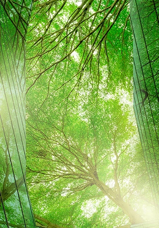 An image of trees in a wood where the sunlight is passing through the leaves