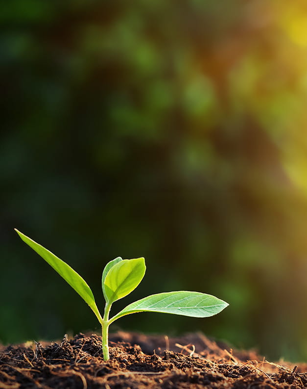 A seedling growing from the soil towards the sun