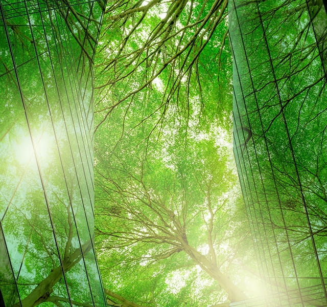 An image of trees in a wood where the sunlight is passing through the leaves