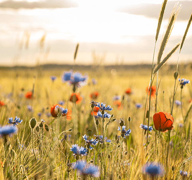 A close up of a meadow with red and blue flowers dotted in-between the grass