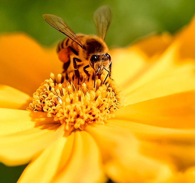 A bee sitting in the middle of a yellow flower collecting pollen