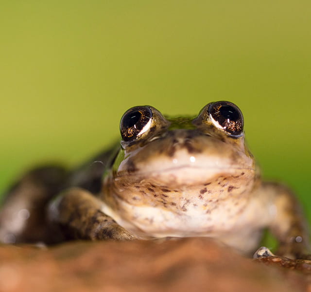 A close up image of a frog on a green background