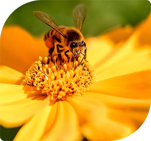 A bee sitting in the middle of a yellow flower collecting pollen