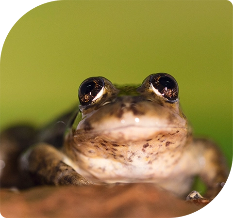 A close up image of a frog on a green background