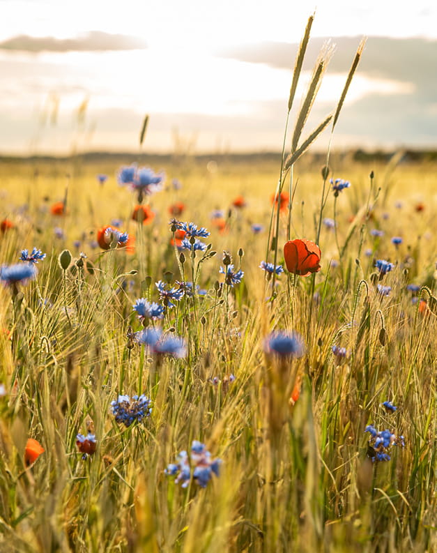 A picture of a meadow with yellow-toned grass and dainty blue and red flowers dotted around