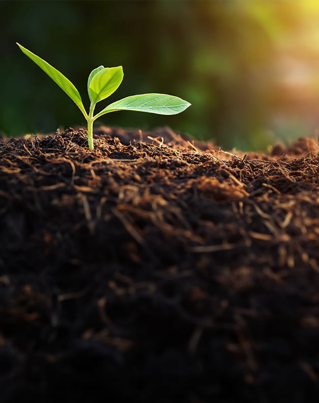 A seedling growing outside in the soil